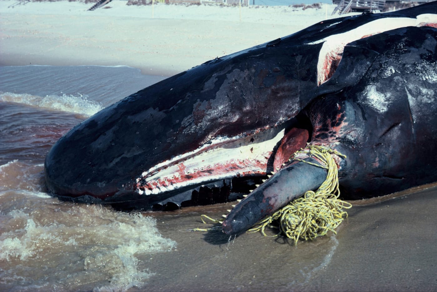 Sperm whale (Physeter macrocephalus), stranded dead. Westhampton, New York, USA.
