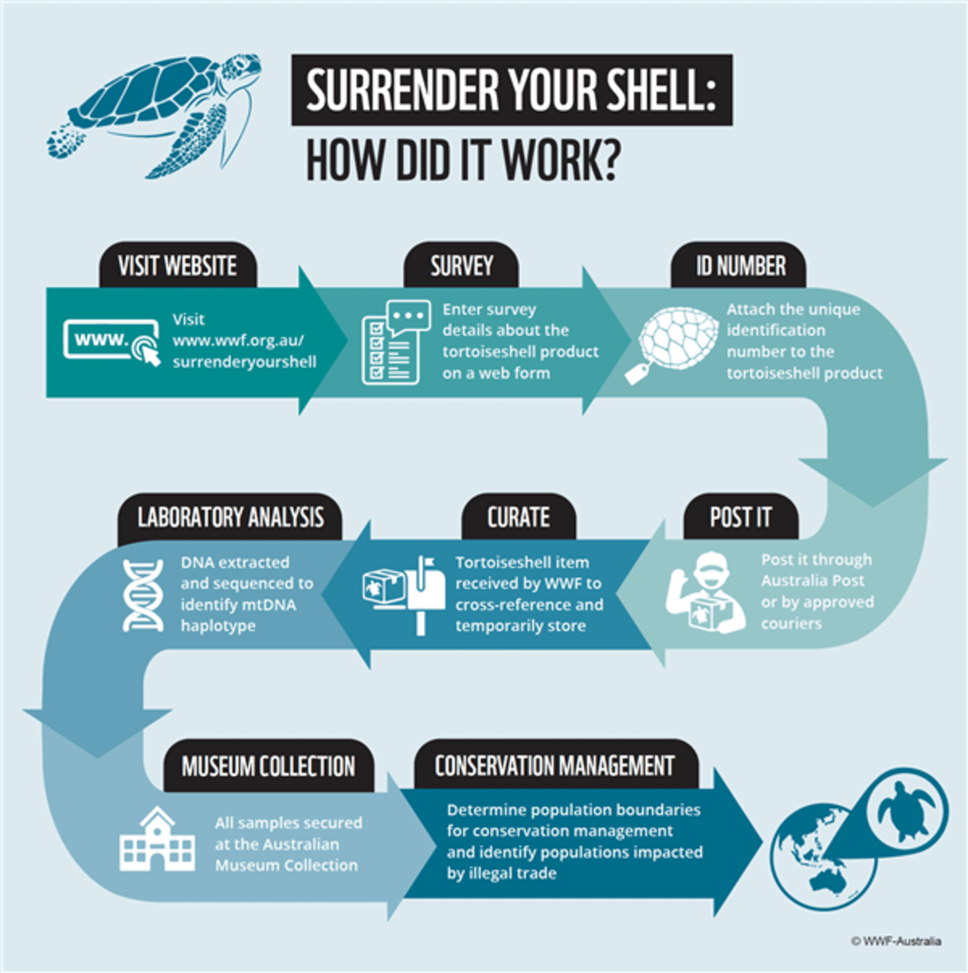 A graphic depicting the process behind the Surrender Your Shell project. First, users visit the WWF website and fill out a survey about the tortoiseshell product they have. They then attach a unique ID number to the product and send it to WWF. DNA is then extracted from the products and data is collected by the Australian Museum and used to assist in conservation management.