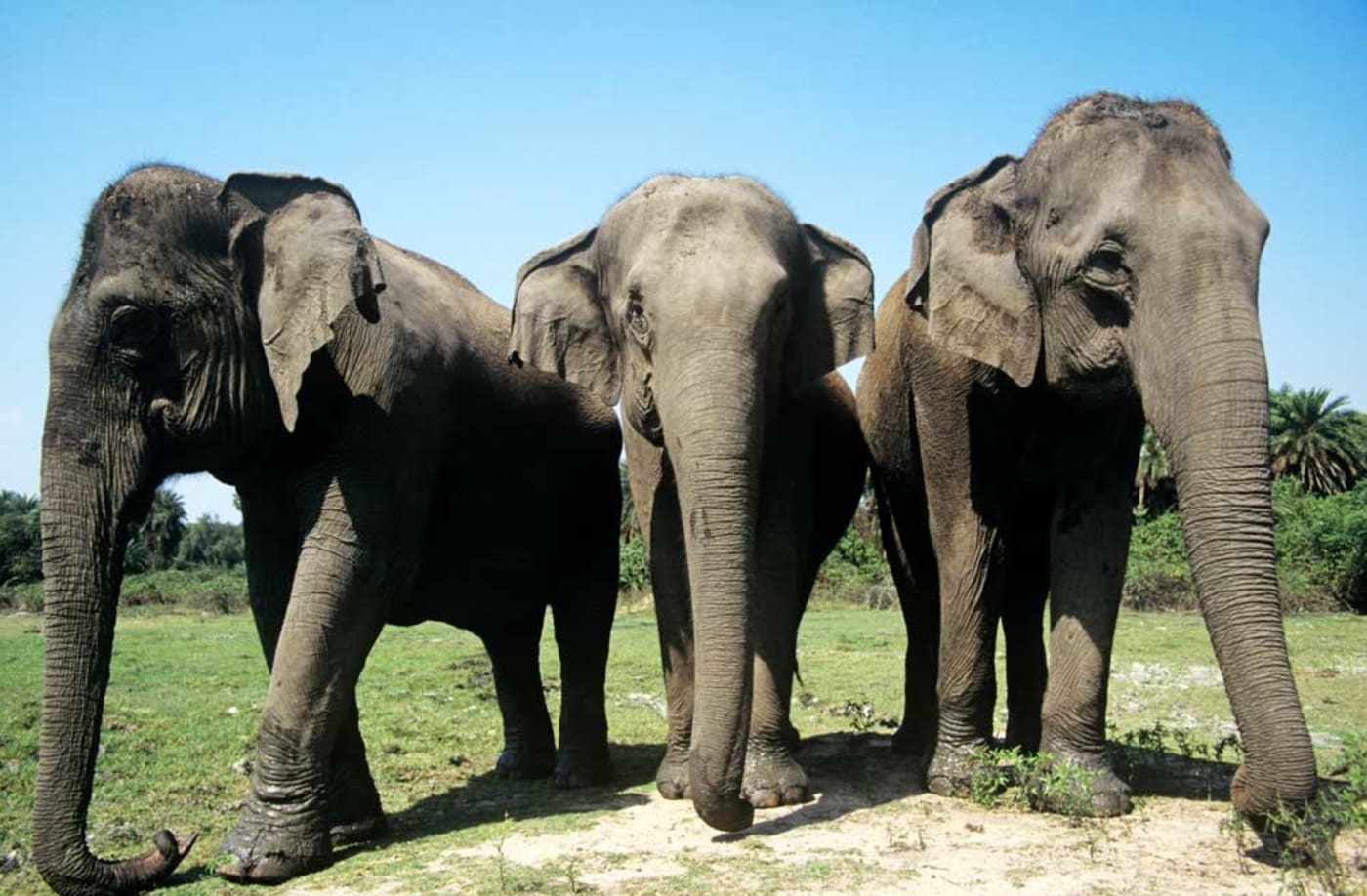 Three asian elephants