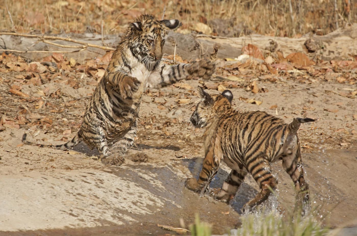Playful tigers from Bandhvgarh Tiger Reserve. This is in Satpuda Maikal, a priority landscape for tiger conservation in India.