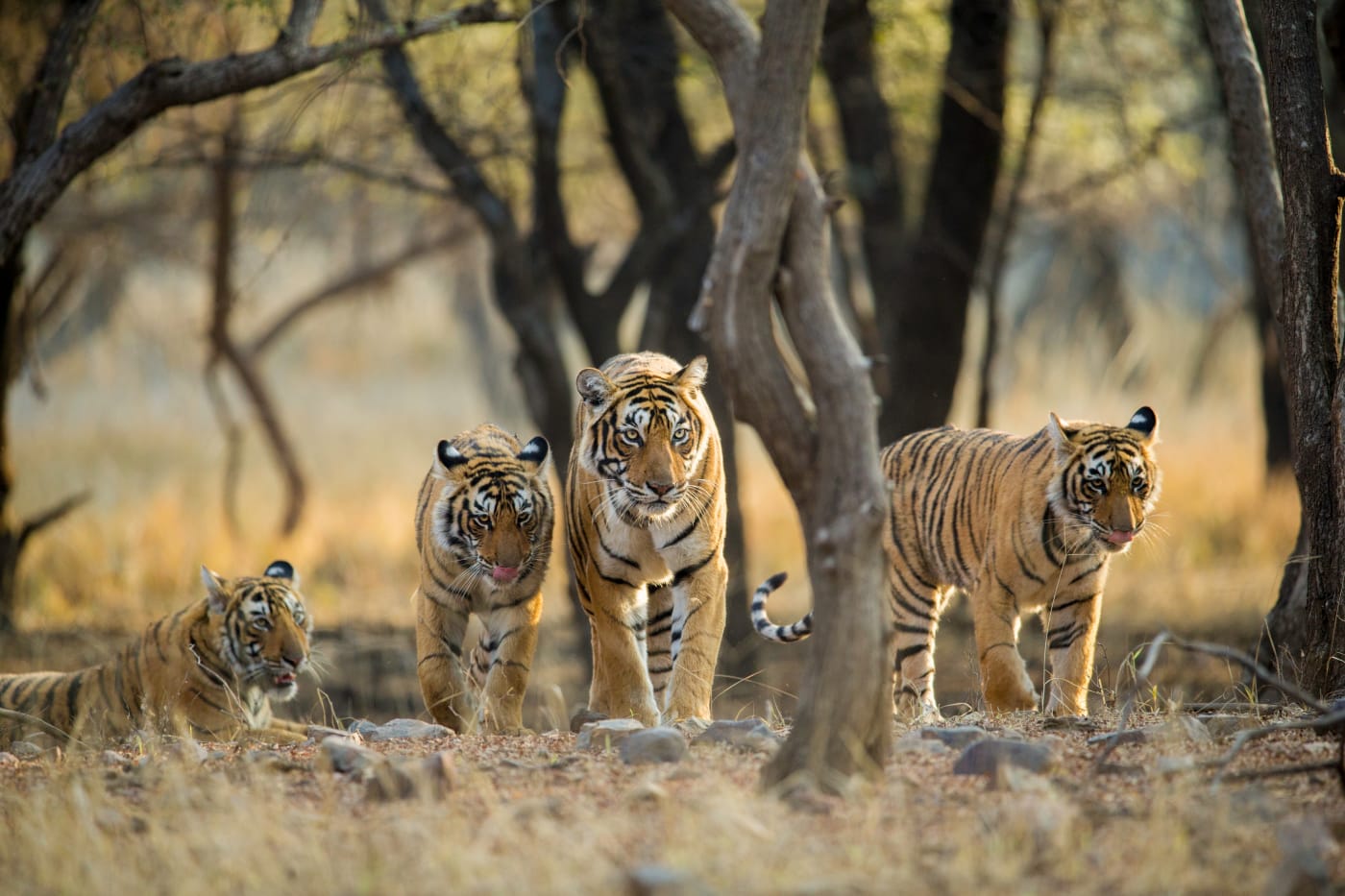Tiger family having a stroll in the early morning at Ranthambhore National Park, Rajasthan, India.