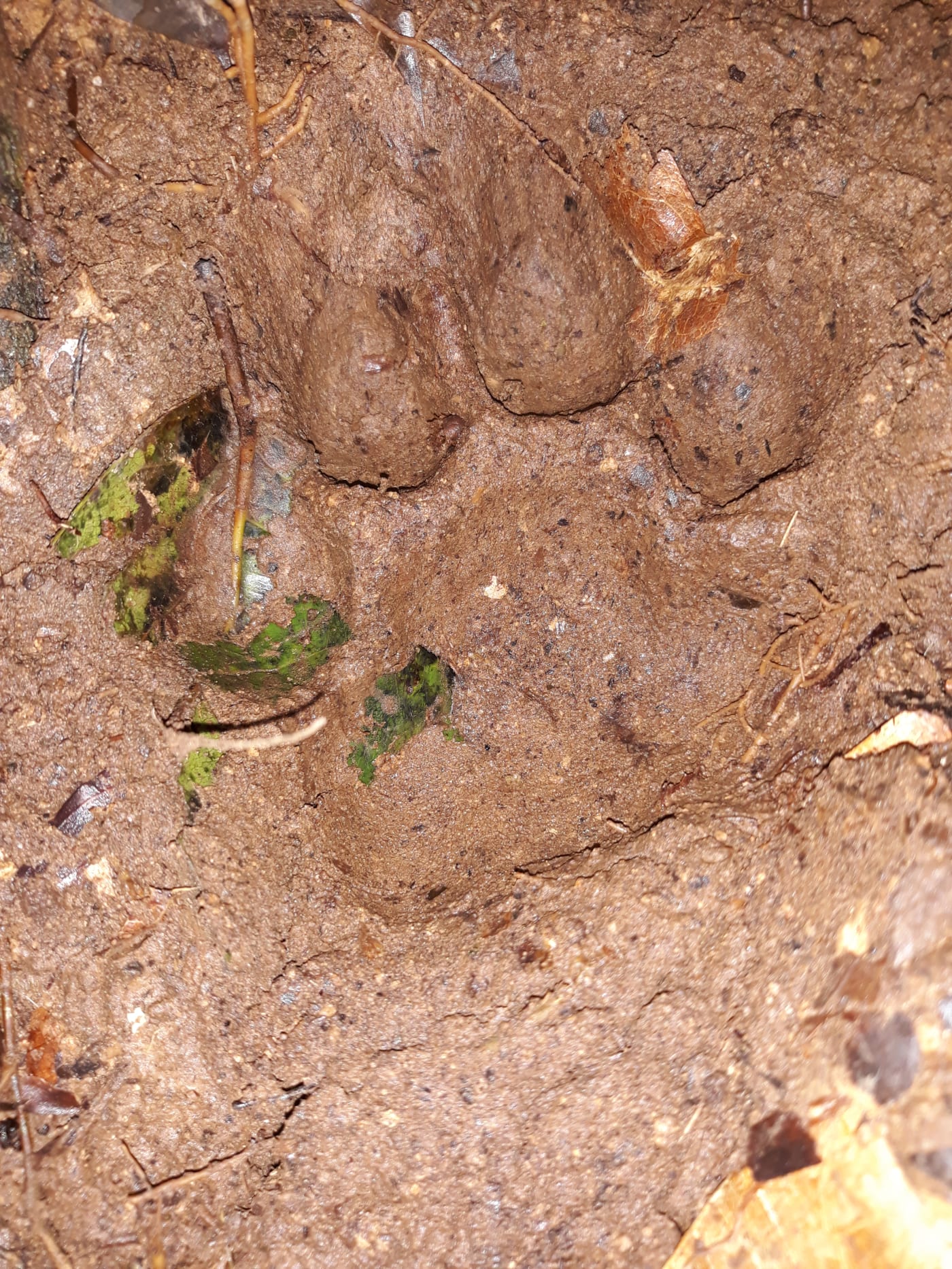 Tiger footprint