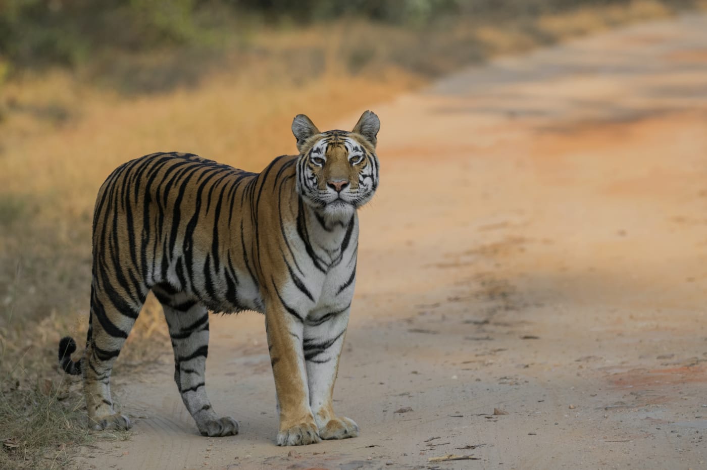 Tiger (Panthera tigris tigris) at Kanha Tiger Reserve, Madhya Pradesh, India.