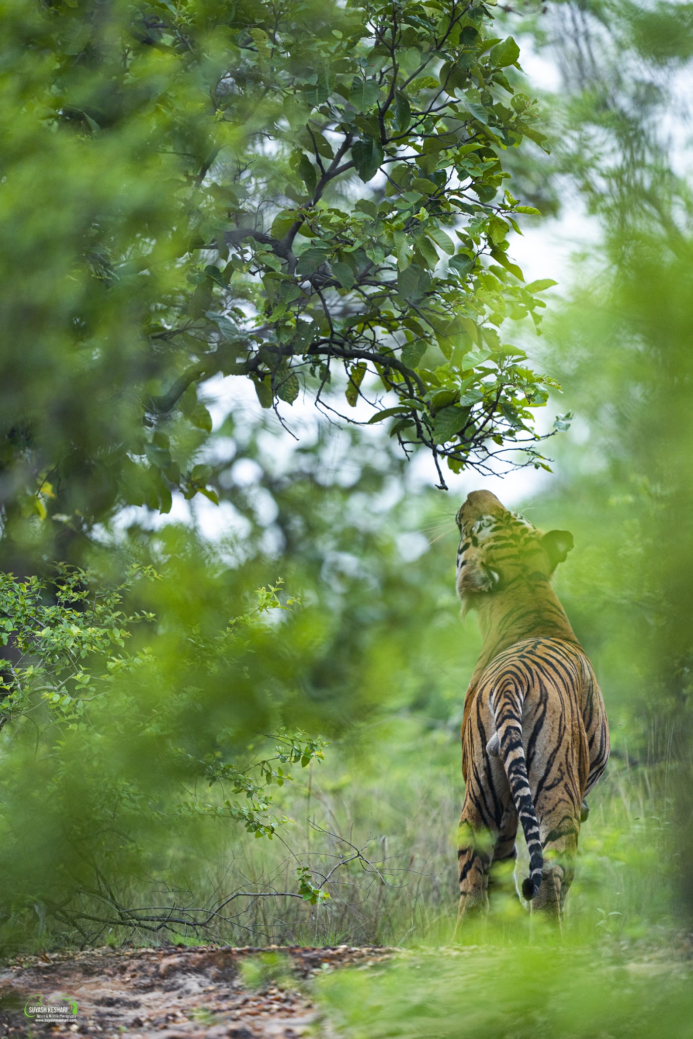 Tiger reaching for leaves, Bandhavgarh National Park, India.