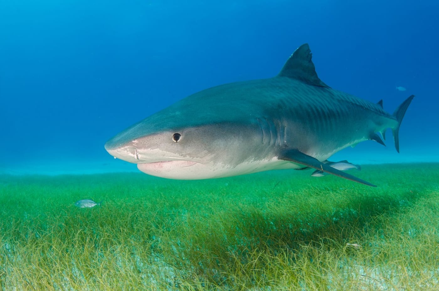 Tiger shark swimming over a seagrass meadow