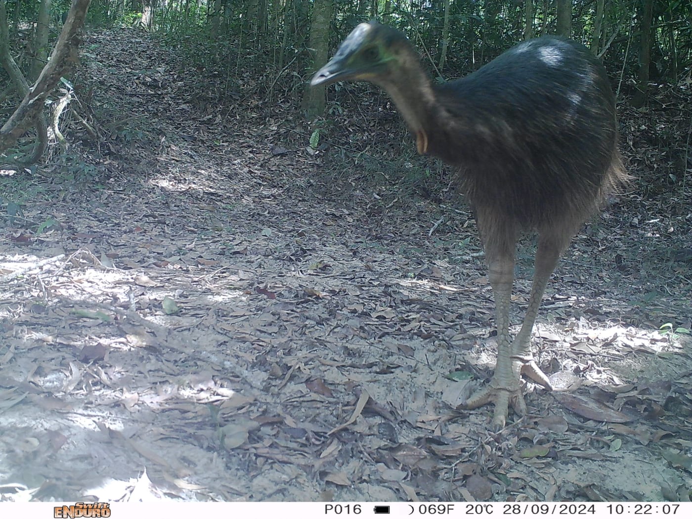 A trail camera detects a young cassowary 40km north of Kuranda.  Djabugay Bulmba Rangers did not know they were here and were pleased to find them.
