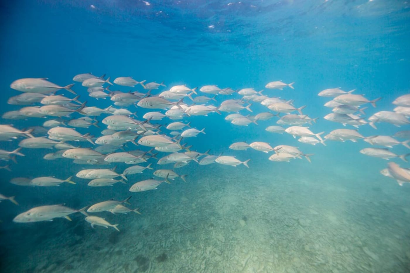 Trevally school around Heron Island, Queensland, Australia