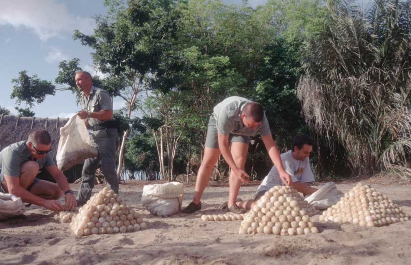 Turtle eggs collected from illegal wildlife trade by the ONCFS