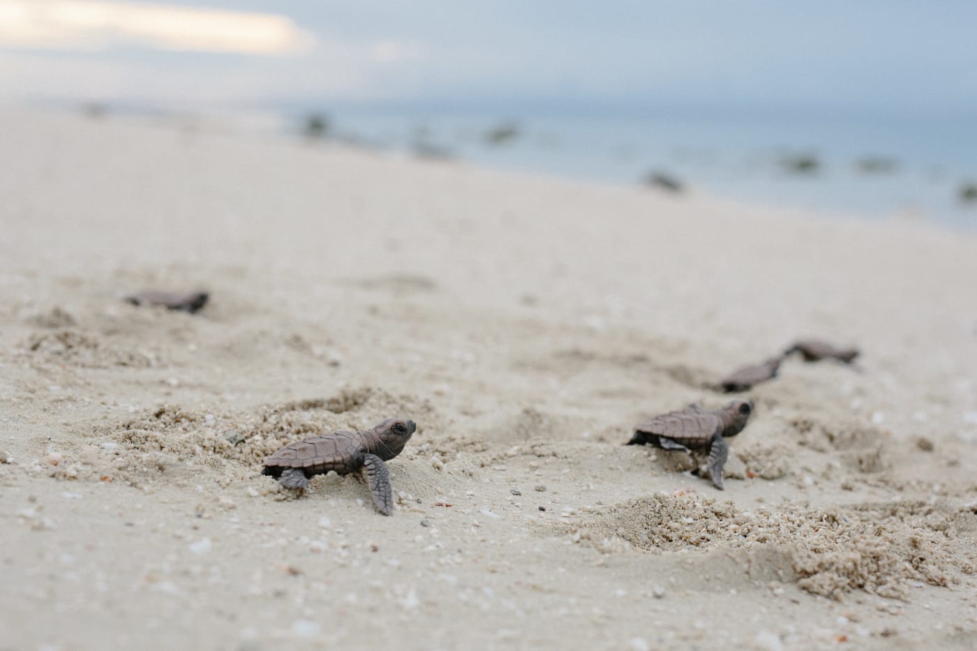 Turtle hatchlings, Milman Island