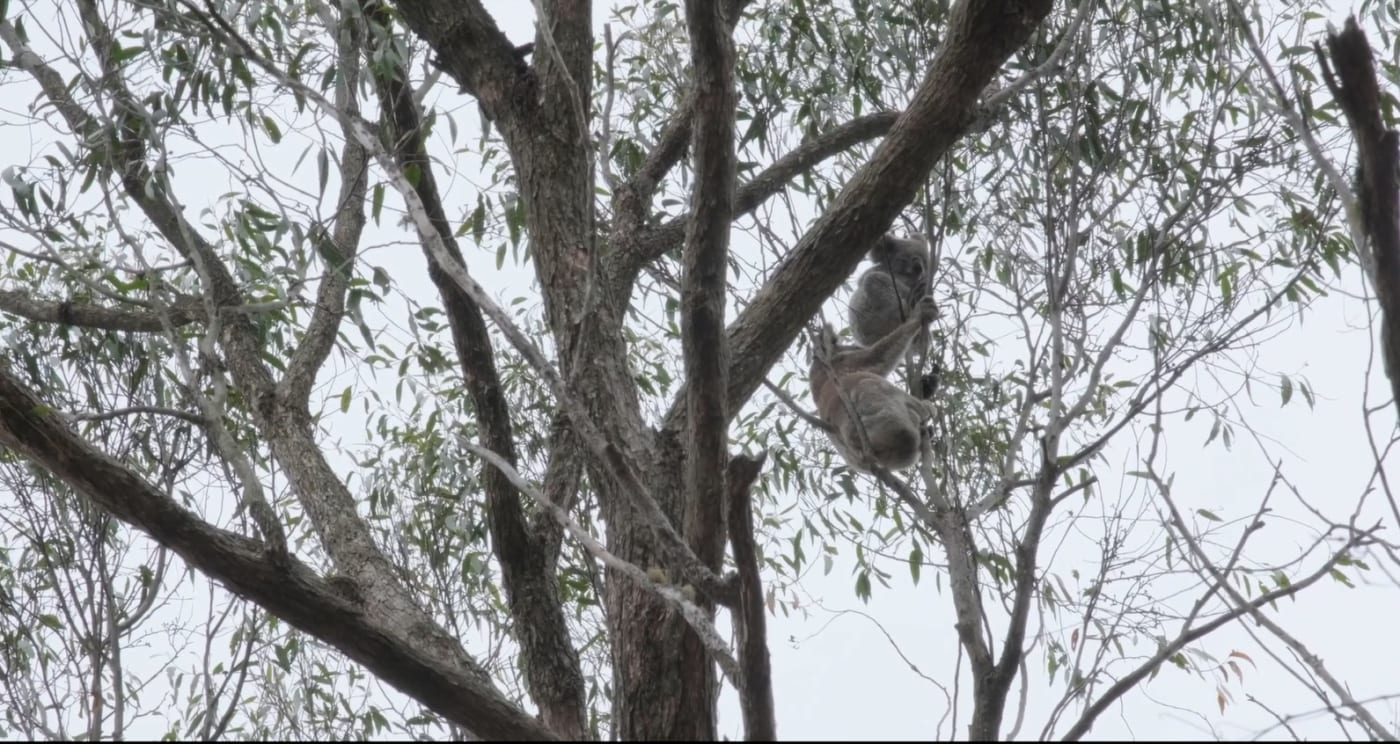 Koalas found by detection dogs in Maryvale