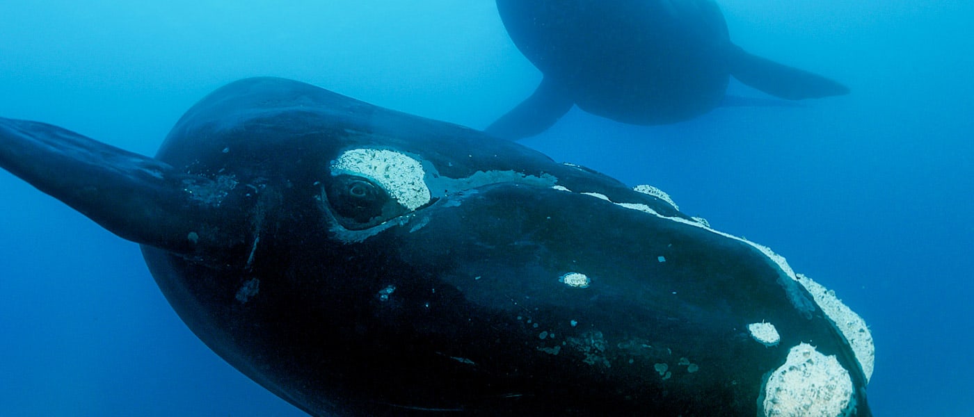 Two southern right whales