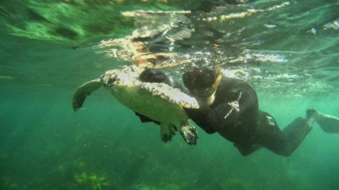 Underwater Rescue of Ella the Sea Turtle