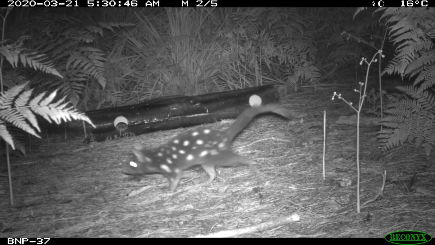 Spotted Eastern quolls still thriving two years on despite bushfires and risk of predators