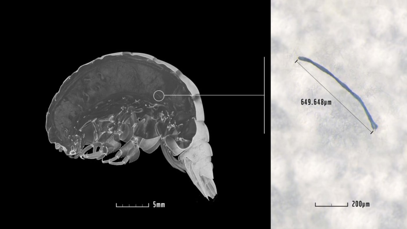 MicroCT scan of Eurythenes plasticus, a new species of amphipod found living nearly 7 kilometres below sea level that has ingested plastic.