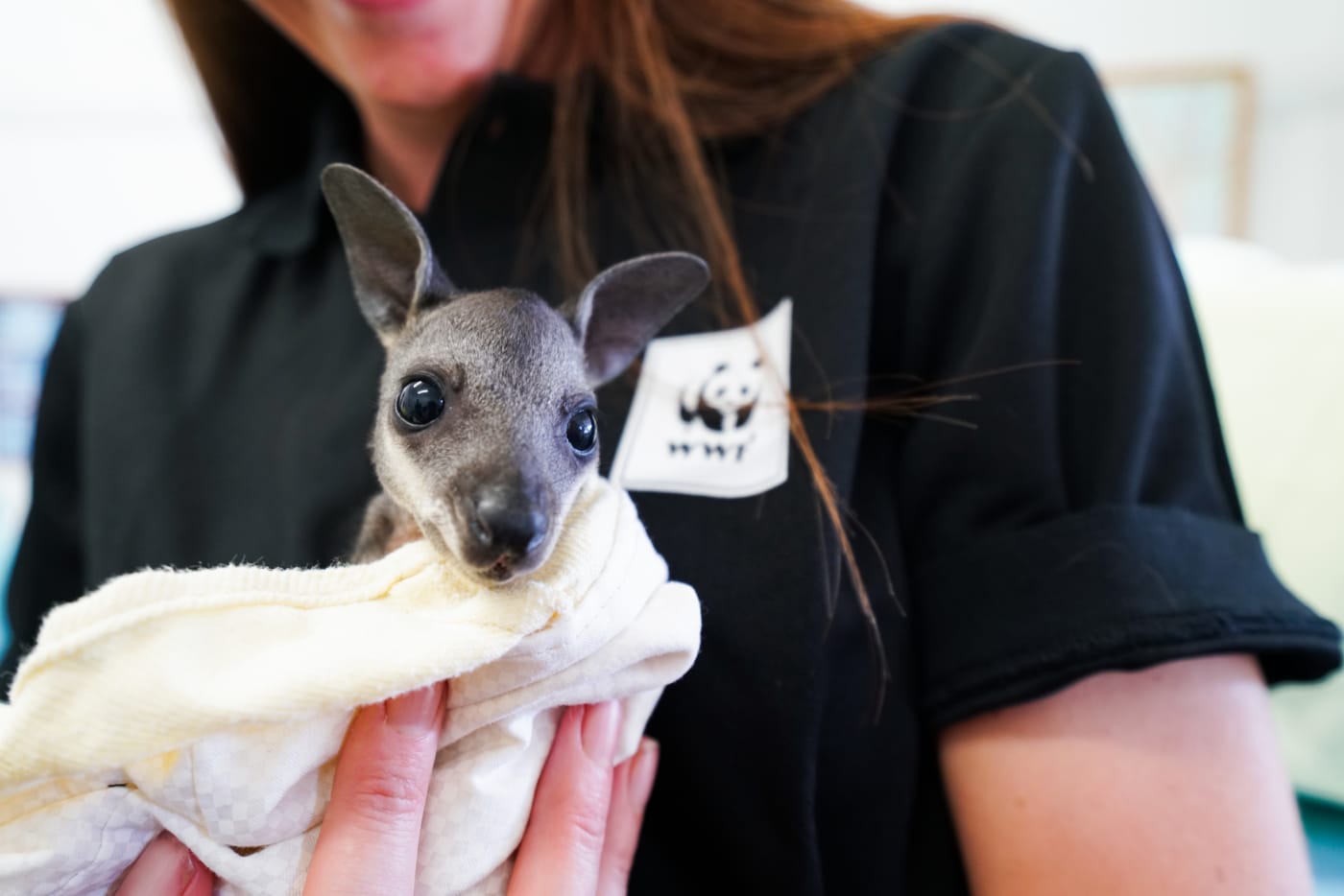 Bushfire-impacted wildlife in care after treatment at Milton Village Vet