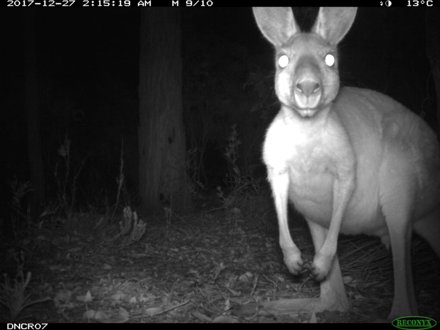 Western grey kangaroo caught on sensor camera