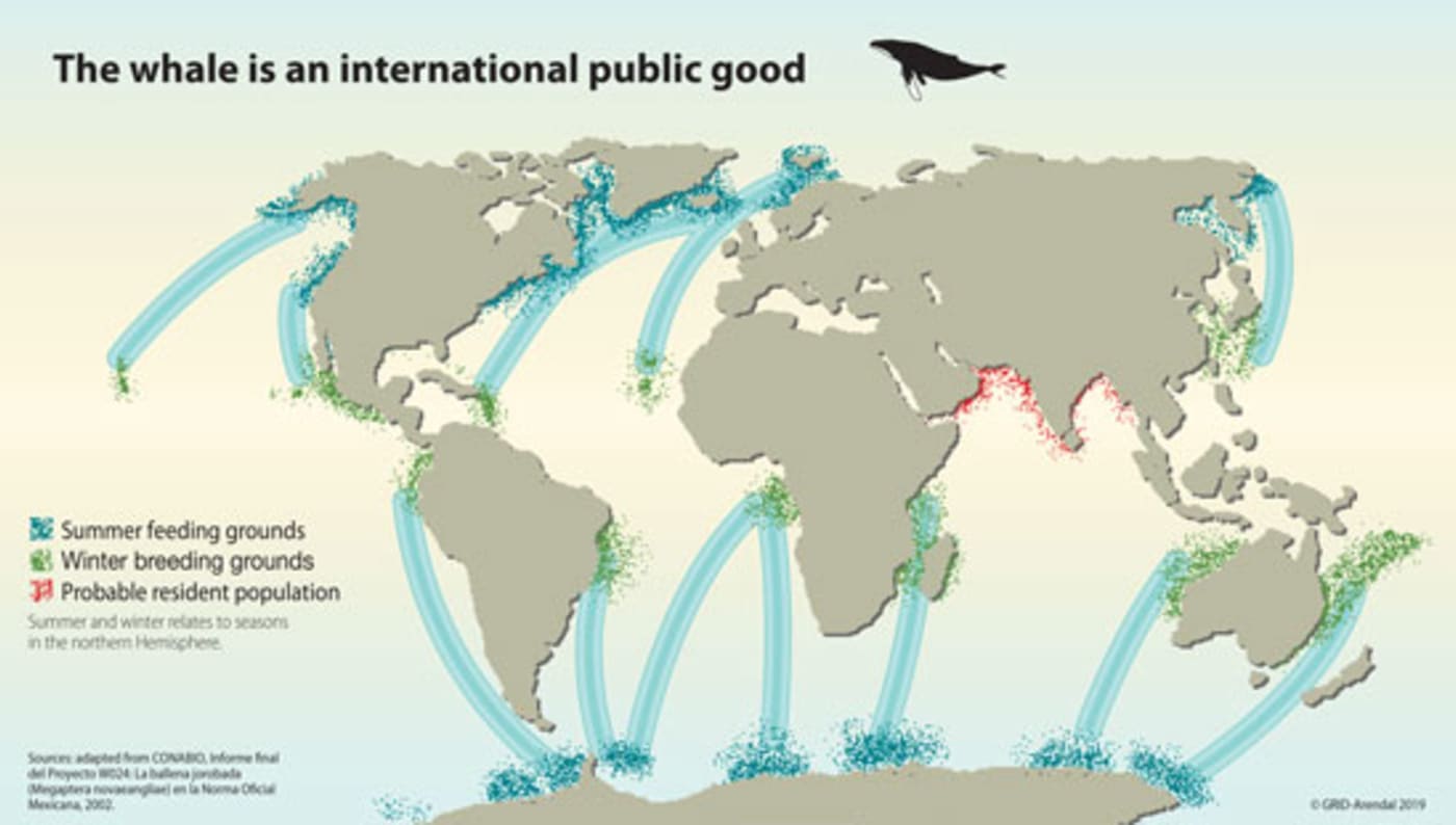 The whale is an international public good infographic