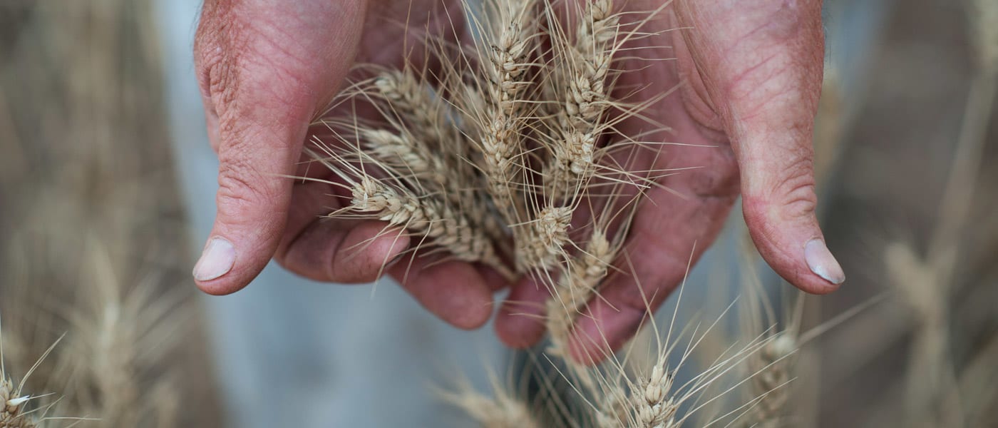 Farmer holding wheat in his hands, Western Australia, December 2014
