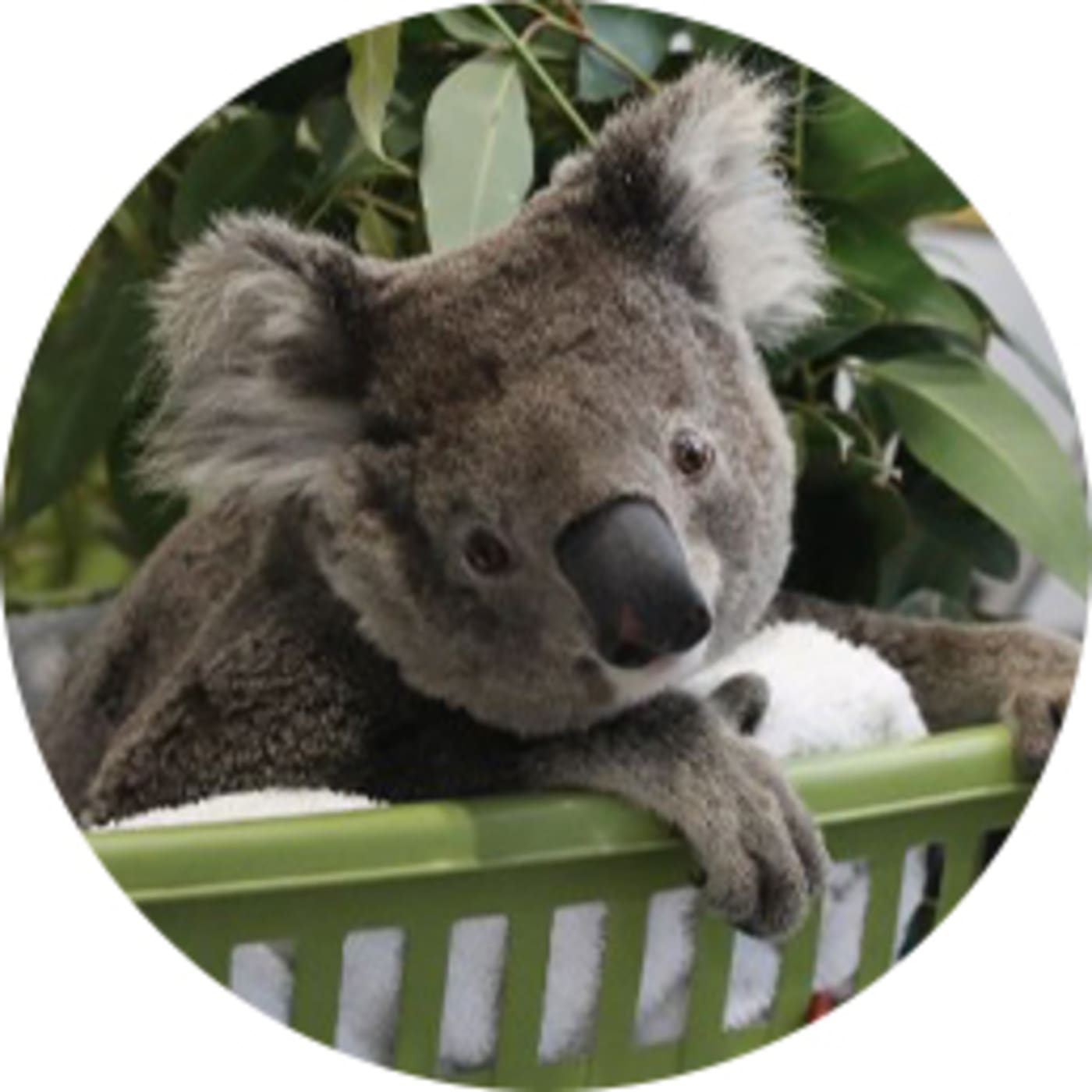 Tile image of a koala in care sitting in a basket