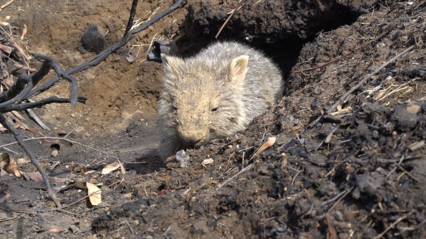 Wombat emerging from den after fires and flood