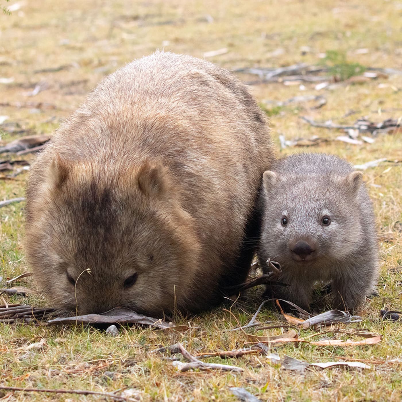 A female common wombat (Vombatus ursinus) with her joey, Maria Island, Tasmania.