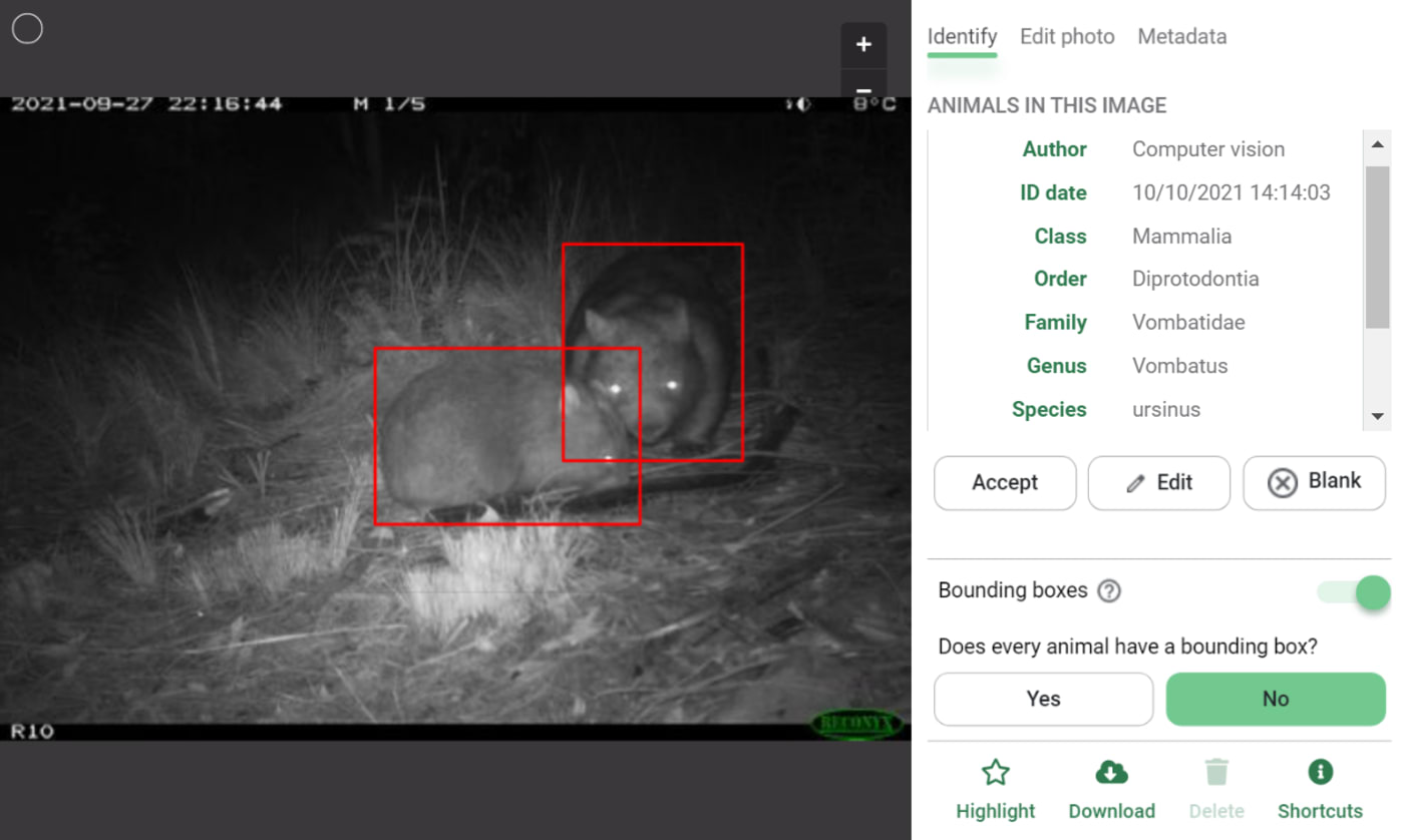 Wombat captured in a photo from a camera trap, being recognised by AI technology