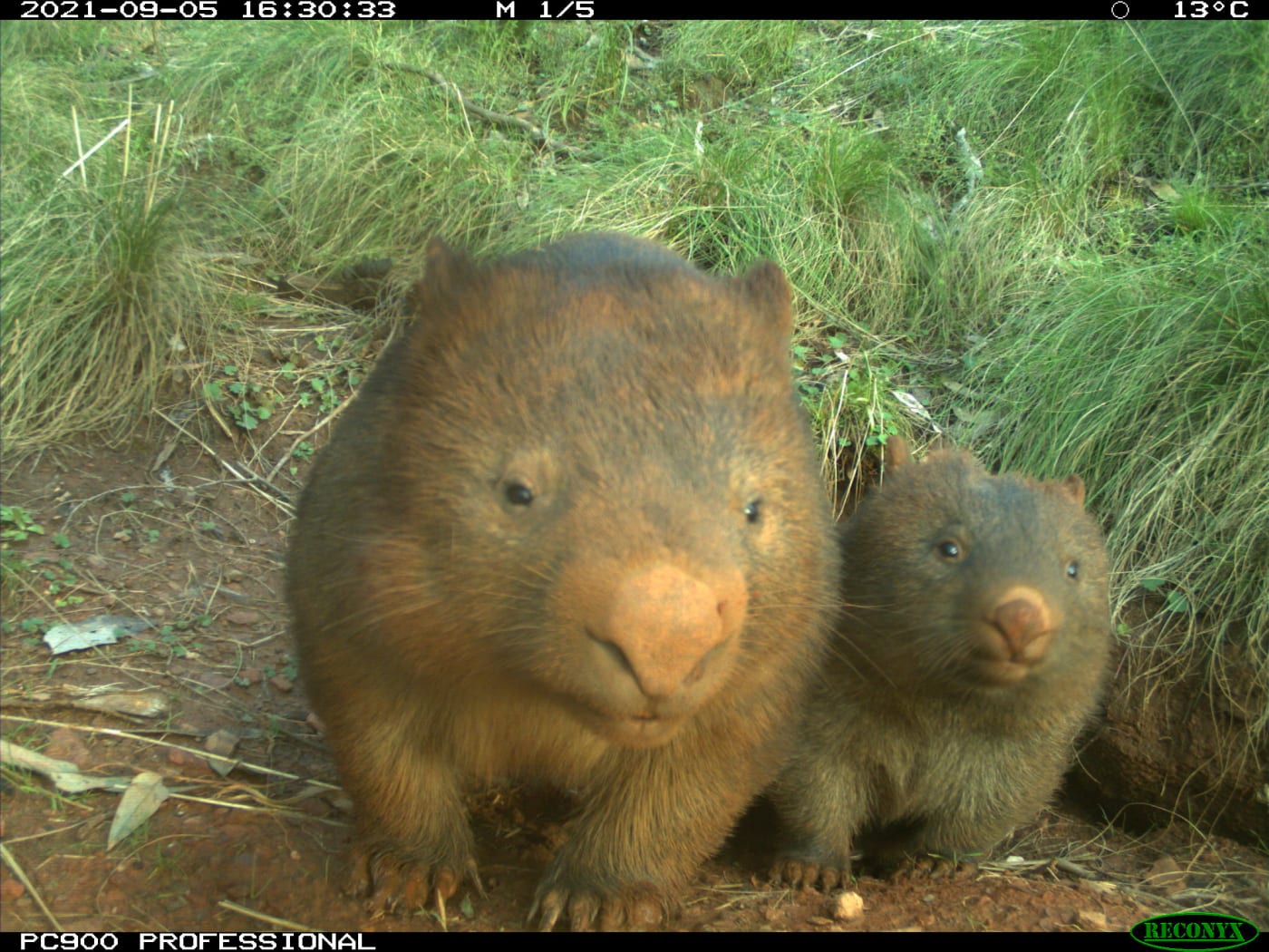 Sensor camera image of a wombat mum and joey in the NSW Southern Ranges