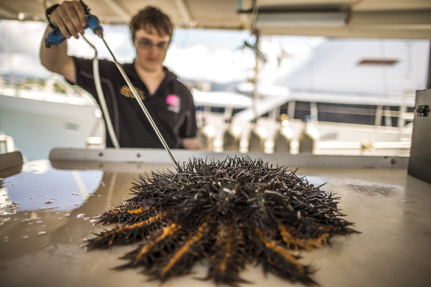A worker injects a crown of thorns starfish with a new toxin developed at the James Cook University (JCU).
