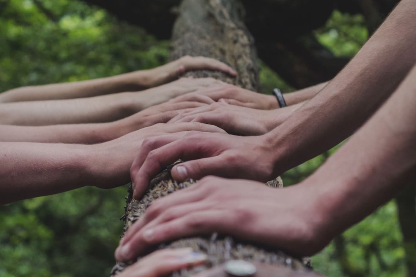 Working together hands on a tree