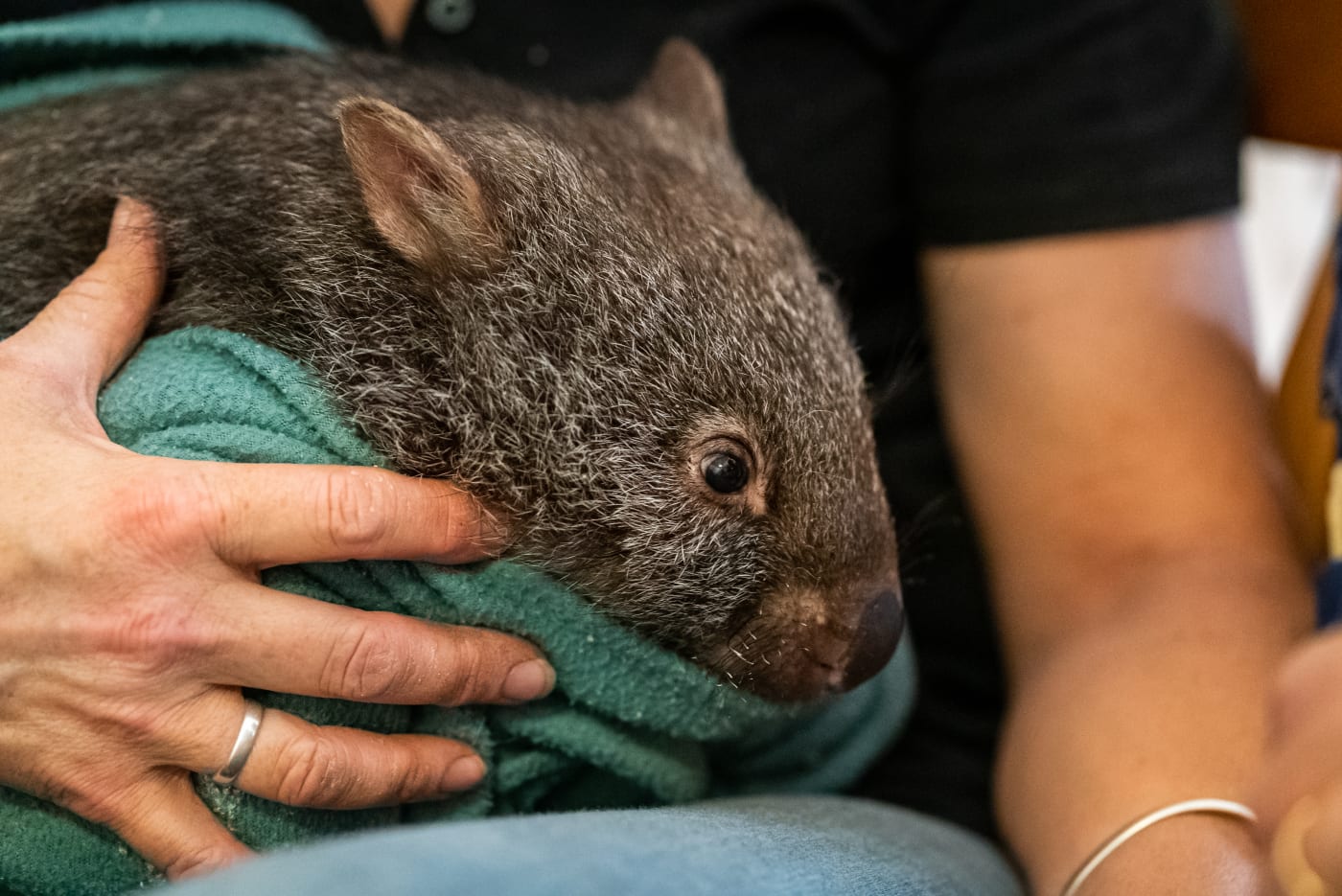 An injured wombat that suffered burns and a collapsed lung due to smoke inhalation from the bushfires in care with Wildcare in Carwoola, NSW.