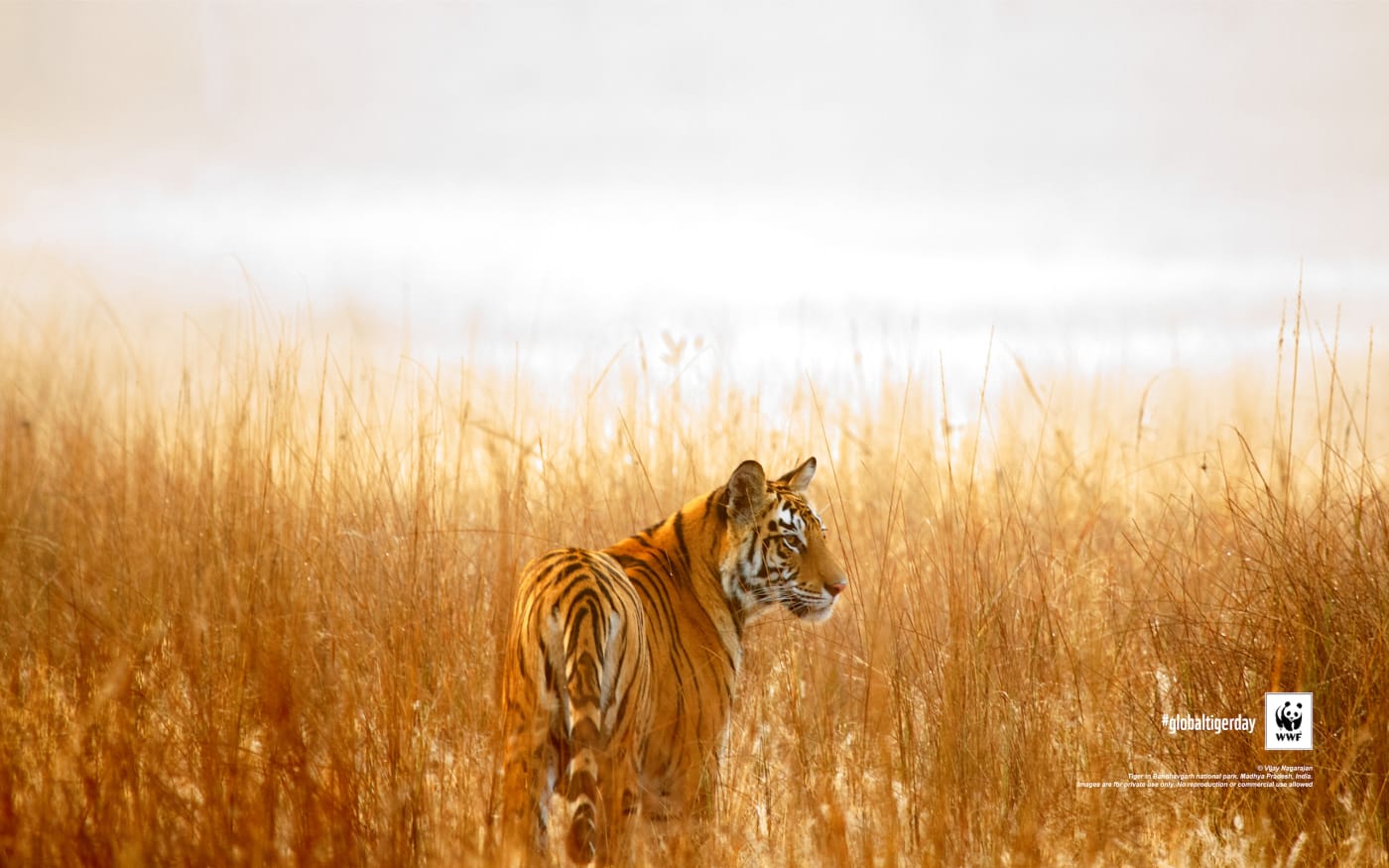 Tiger in Bandhavgarh national park, Madhya Pradesh, India