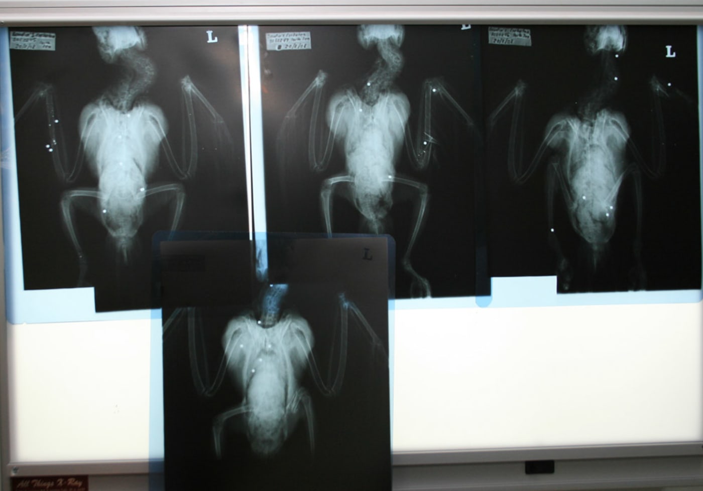 An xray of a baudin's cockatoo
