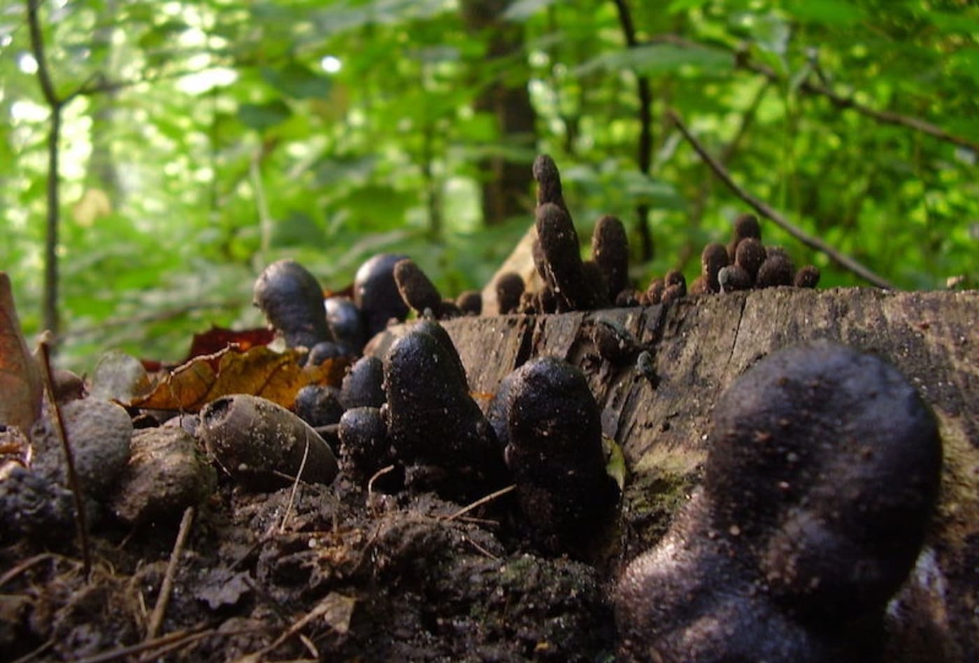 Xylaria polymorpha (dead mans fingers)