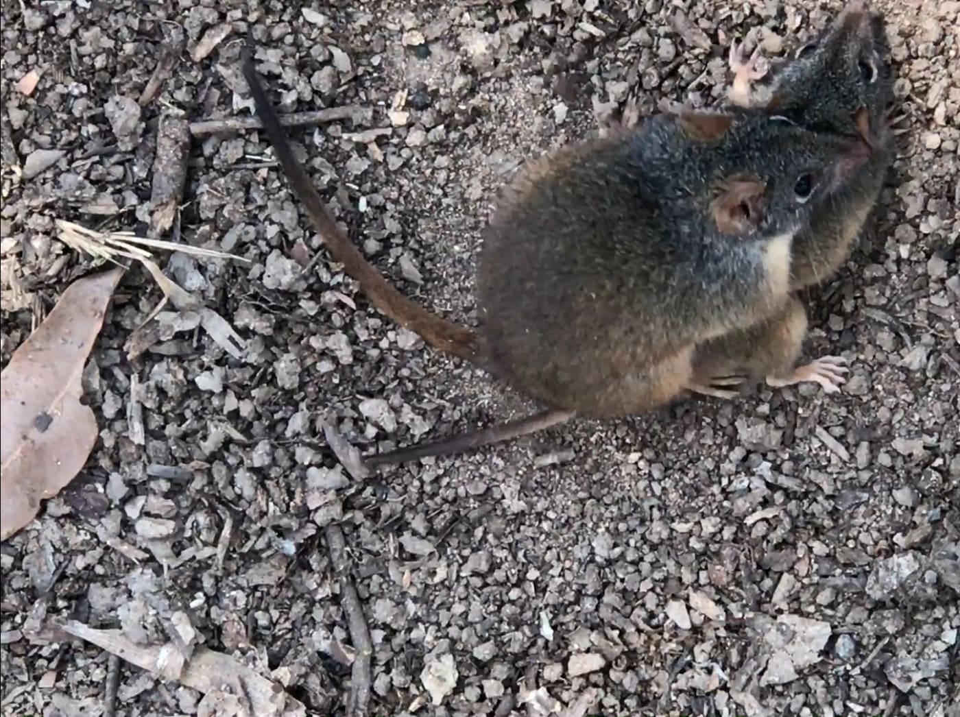 Yellow-footed antechinus (Antechinus flavipes) mating