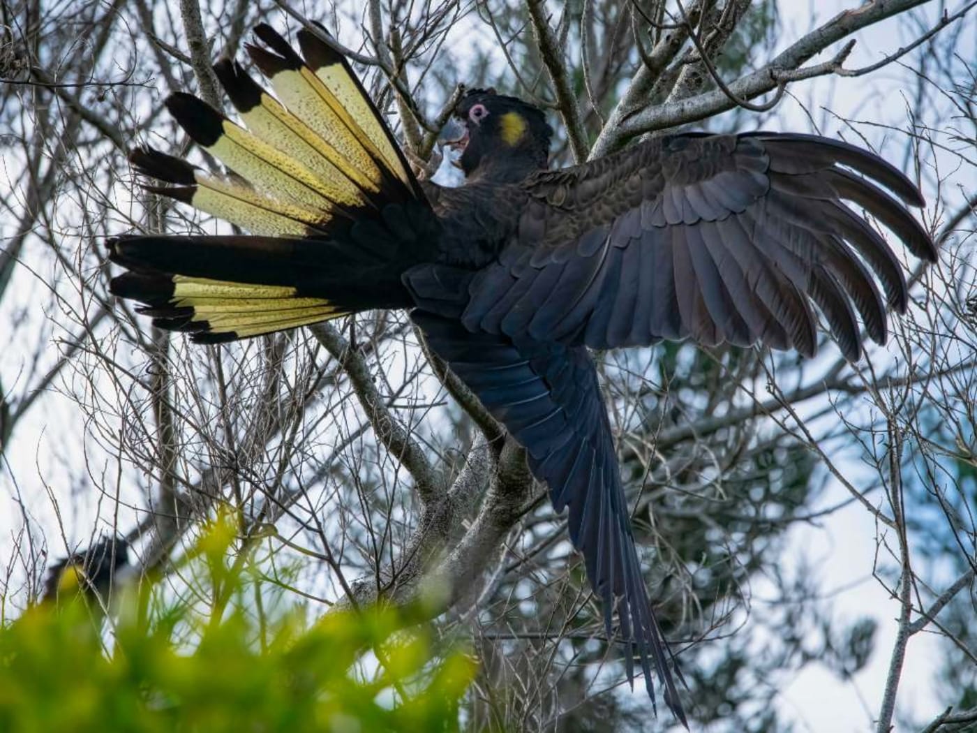 A male yellow-tailed black-cockatoo hangs upside down on a tree branch while it spreads its wings and tail.