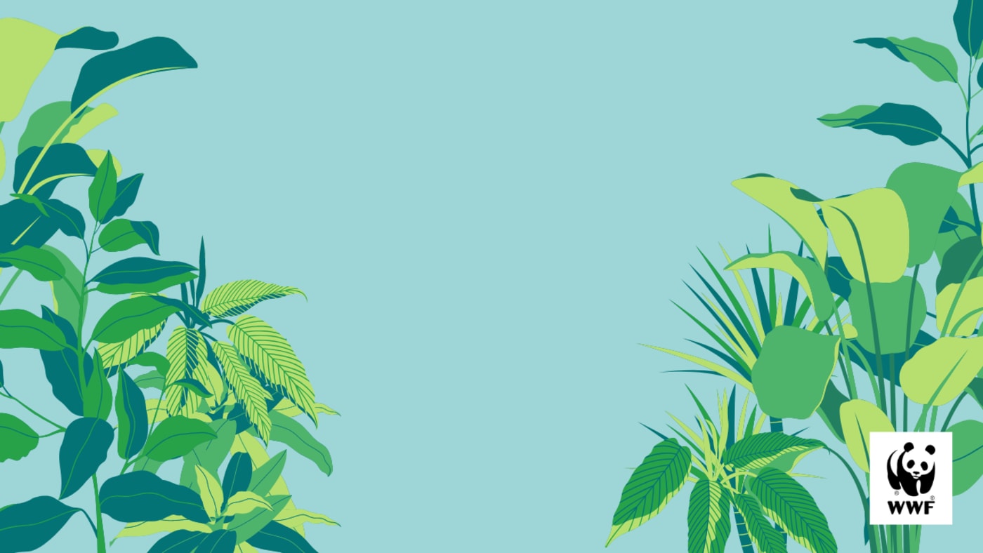 Blue plant desktop wallpaper