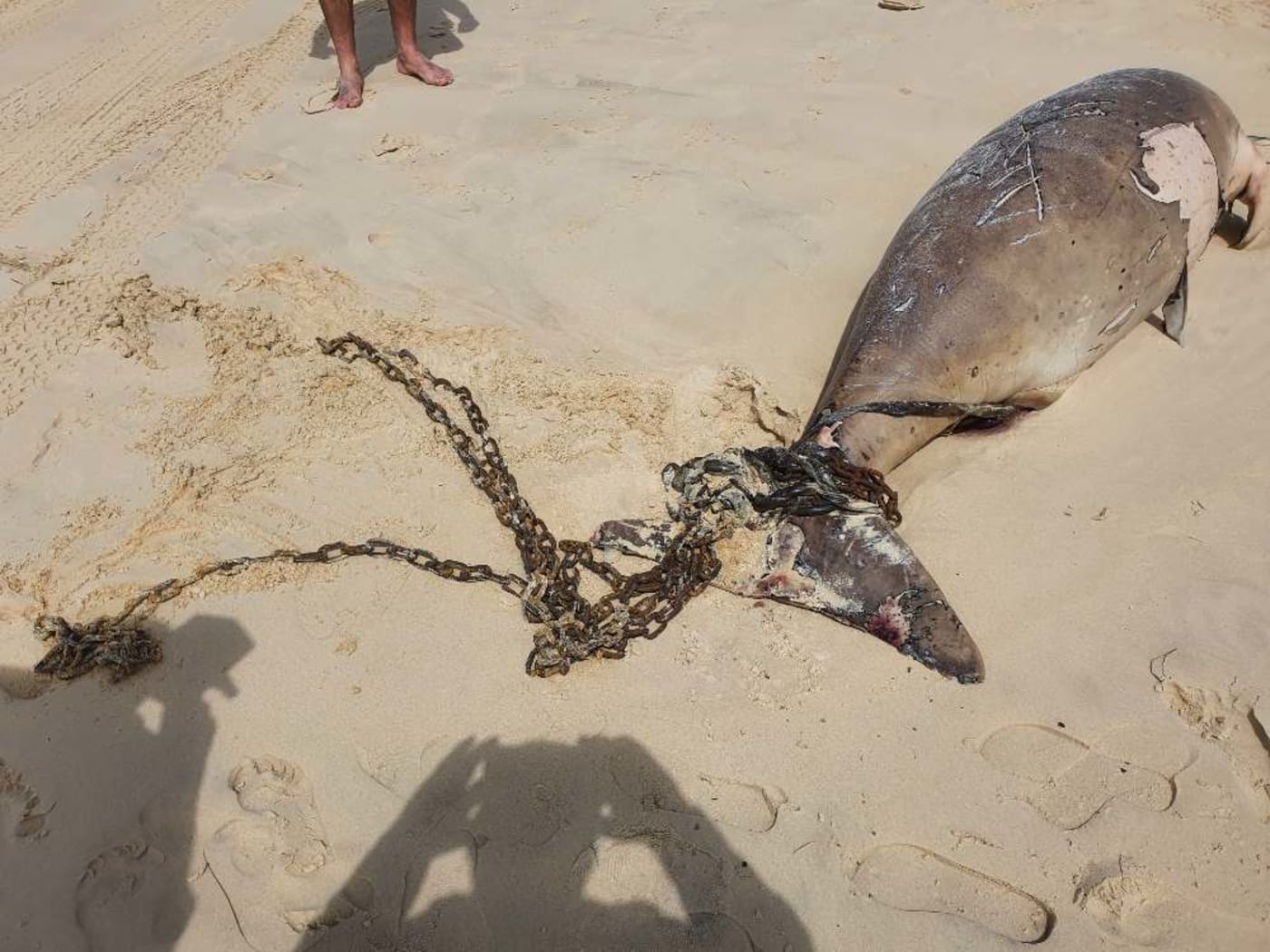 Dugong wrapped in a chain at Rainbow Beach