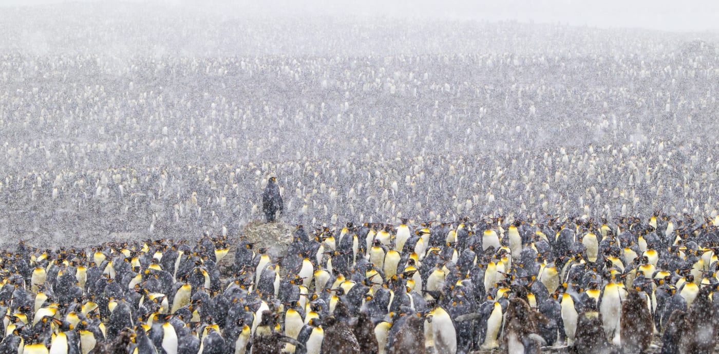 King Penguins in Saint Andrews Bay