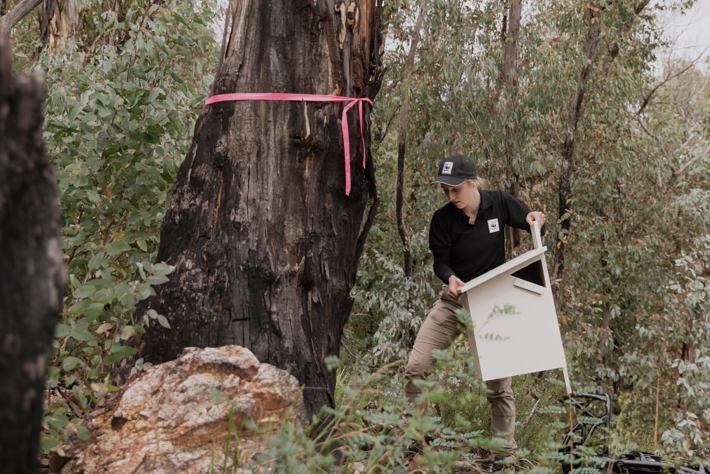 Dr Kita Ashman from WWF-Australia with a greater glider nest box in Tallaganda National Park, NSW