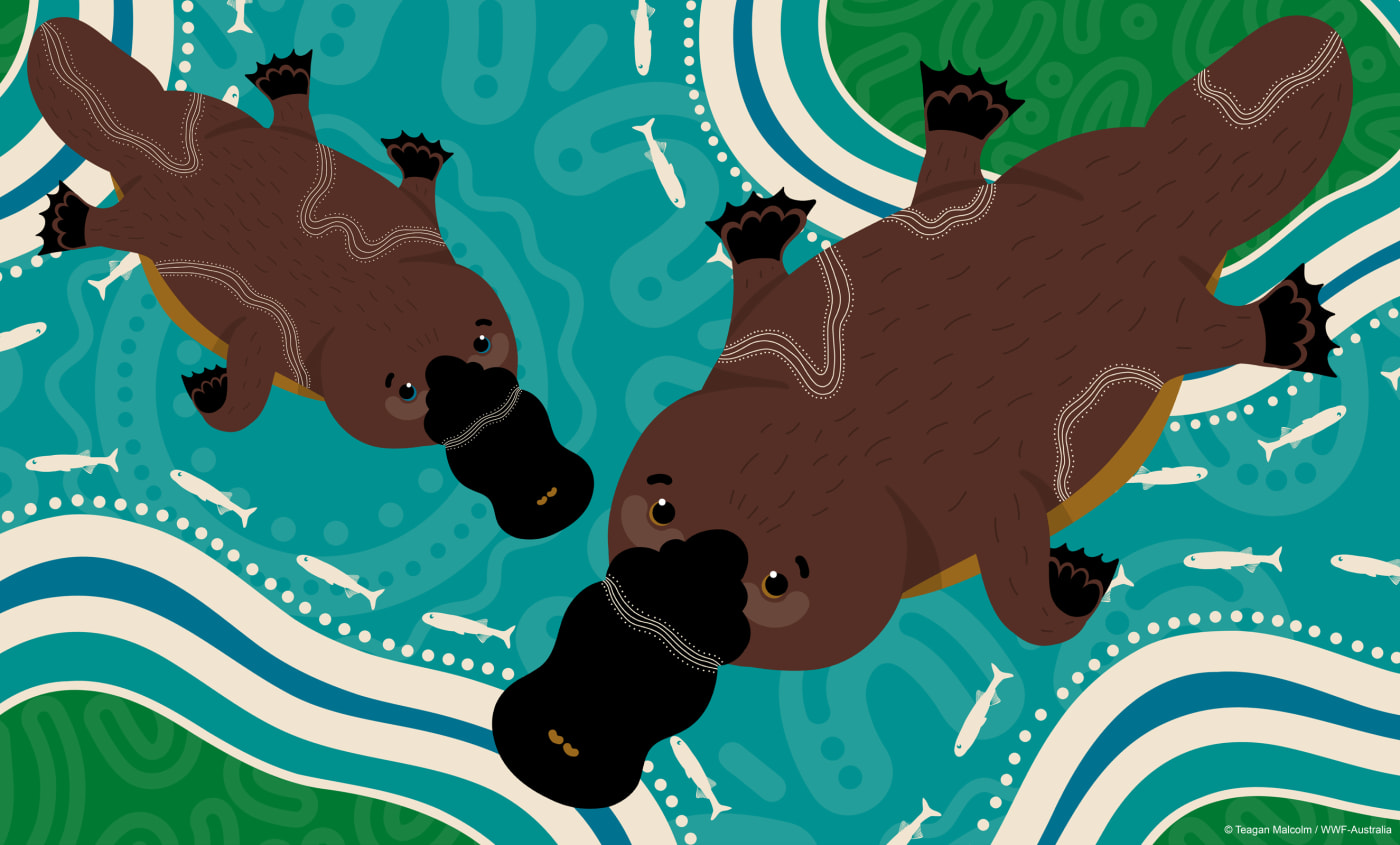 Kamilaroi artist Teagan Malcolm's depiction of the platypus - web wallpaper.