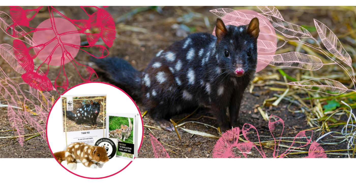 A graphic containing a black eastern quoll with white spots and a pink nose. Around it are sketches of eucalyptus leaves and flowers in different shades of pink. An inset white circle displays an image of the quoll adoption pack, which includes a certificate, welcome booklet, WWF sticker and plush quoll toy.