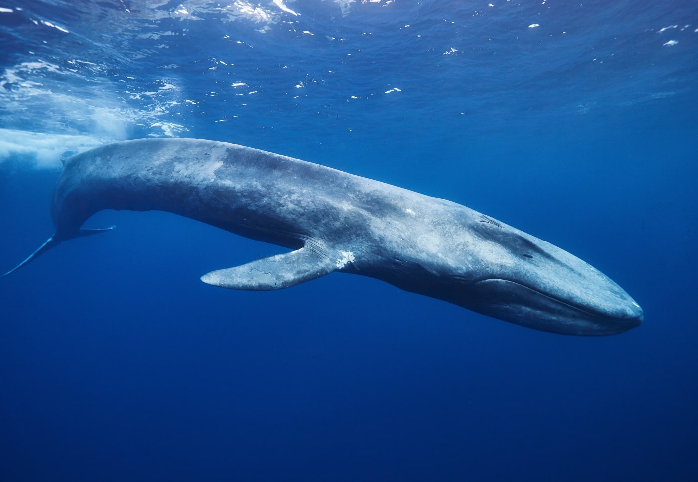 Blue whale (Balaenoptera musculus) in Mirissa, Sri Lanka