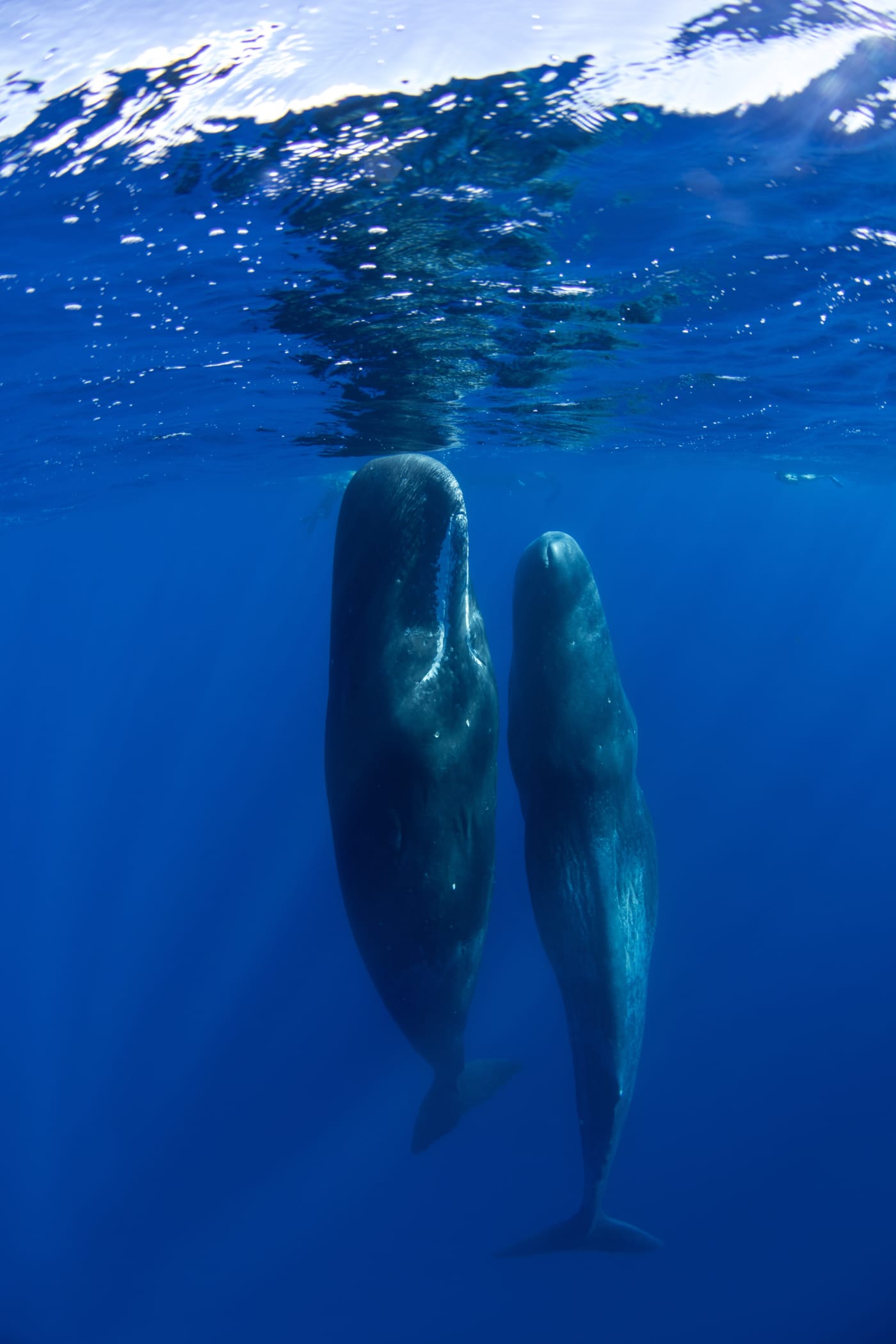 Two sperm whales (Physeter macrocephalus) sleeping vertically in the ocean.