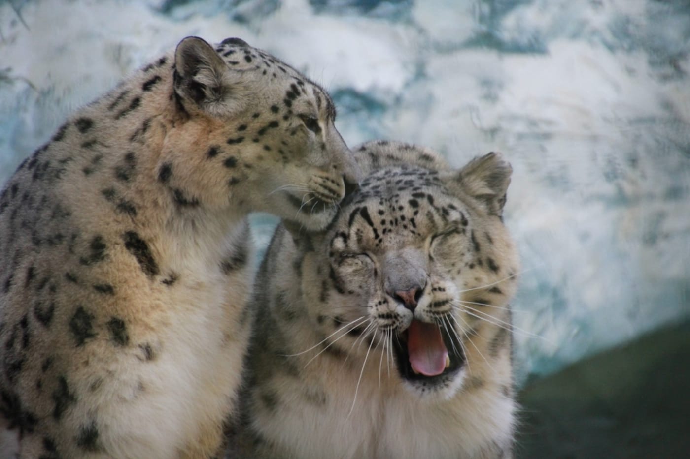 Two snow leopards, one is yawning