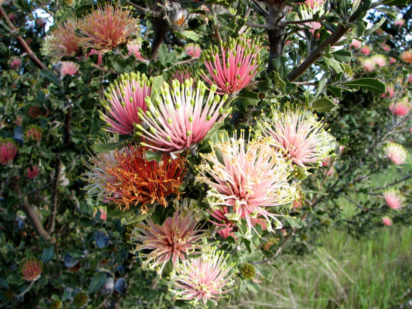 A Banksia cuneata bush with spiky green and white flowers with green tips in Western Australia.