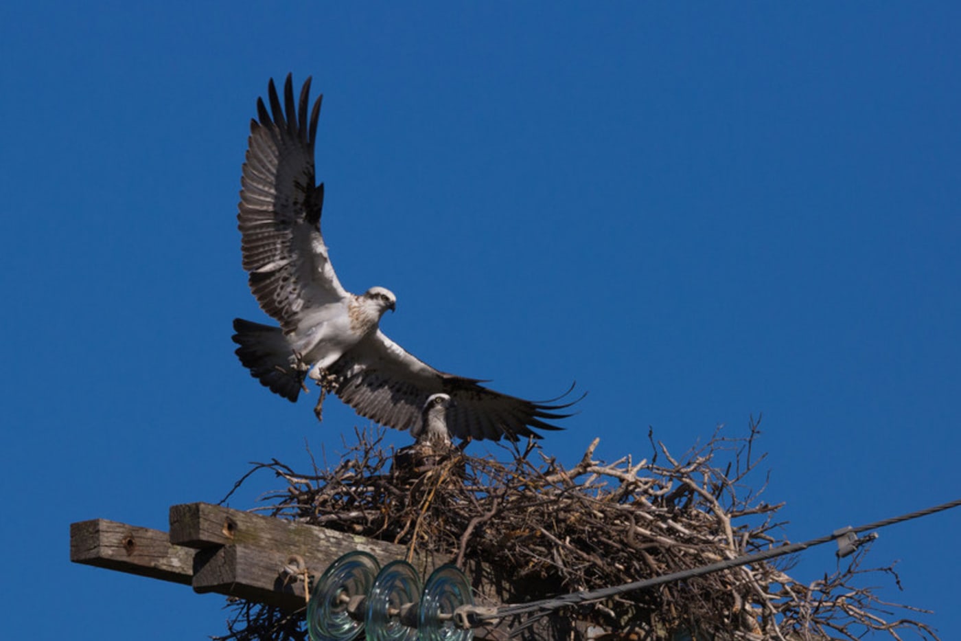 Two osprey (Pandion haliaetus) in a nest at Green Point, NSW - May 2015.