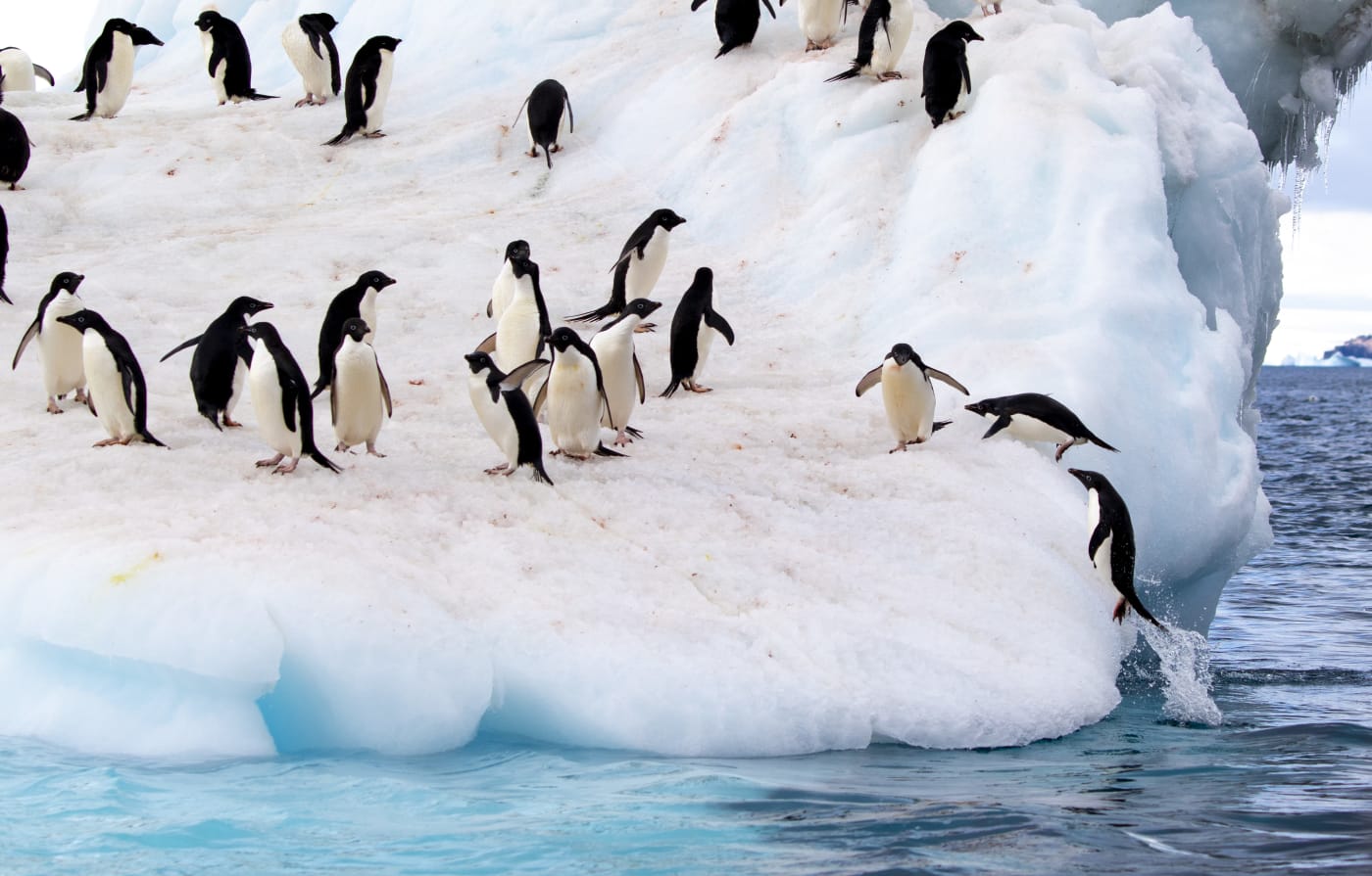 Penguins on glacier in Antarctica