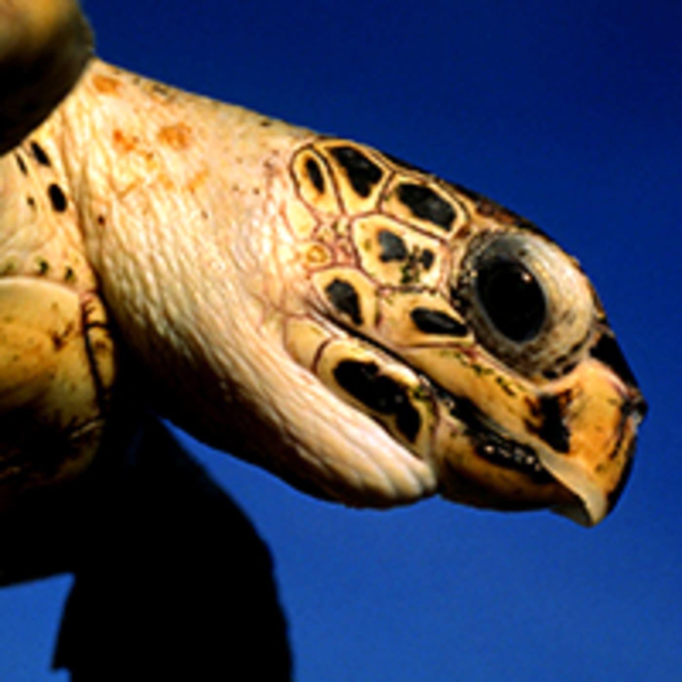 Hawksbill turtle close-up
