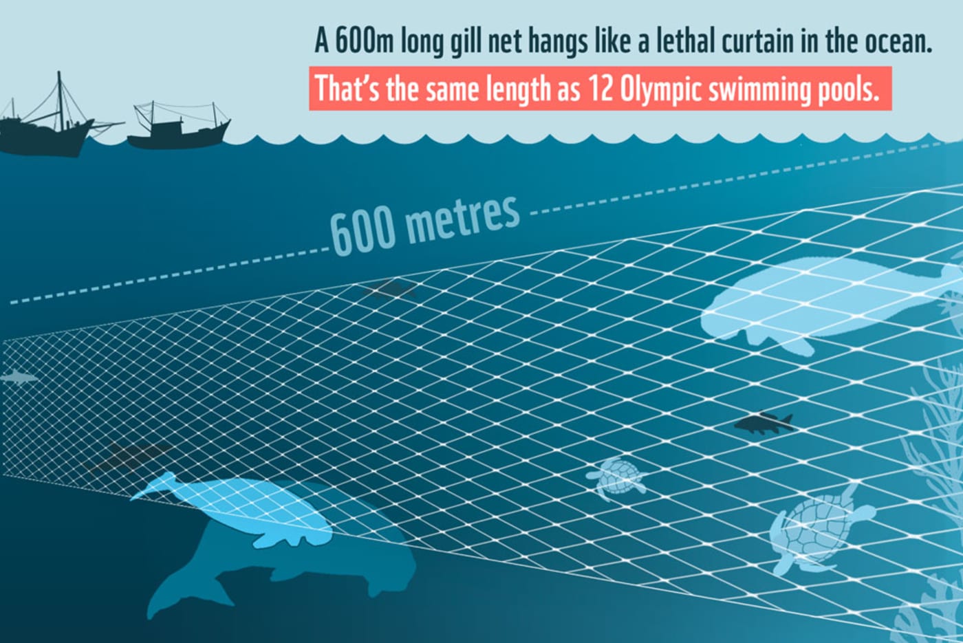 A 600m gill net hangs like a lethal curtain in the ocean