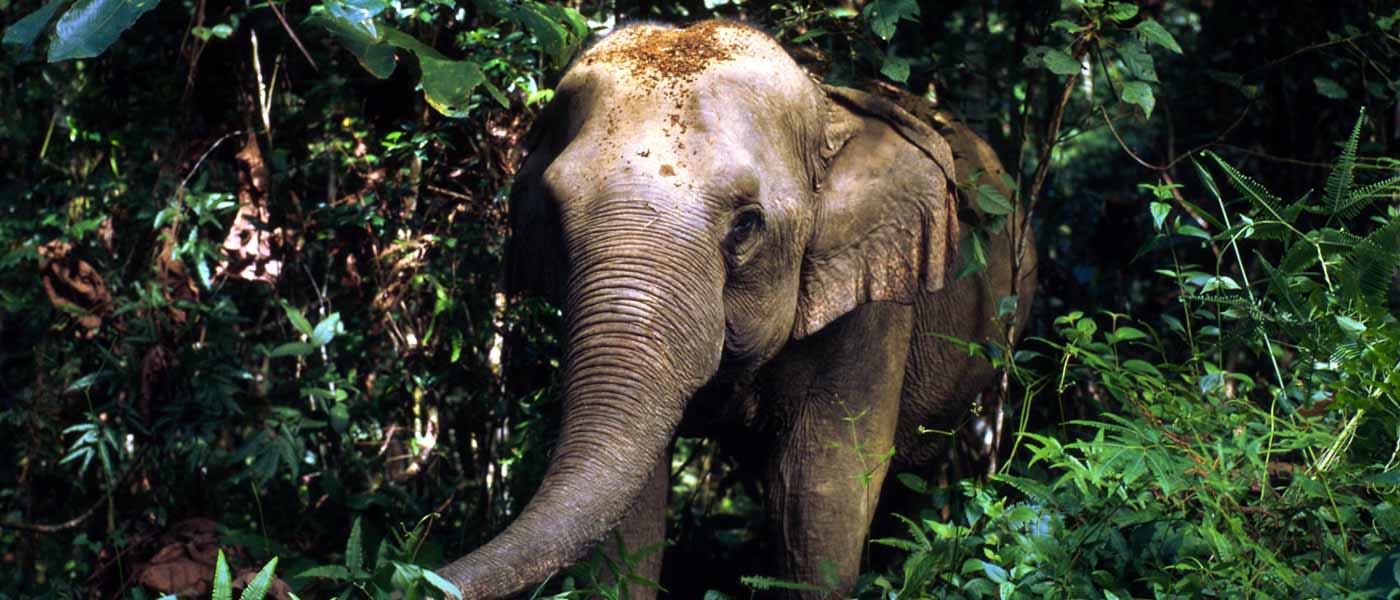 An asian elephant in a Malaysian rainforest